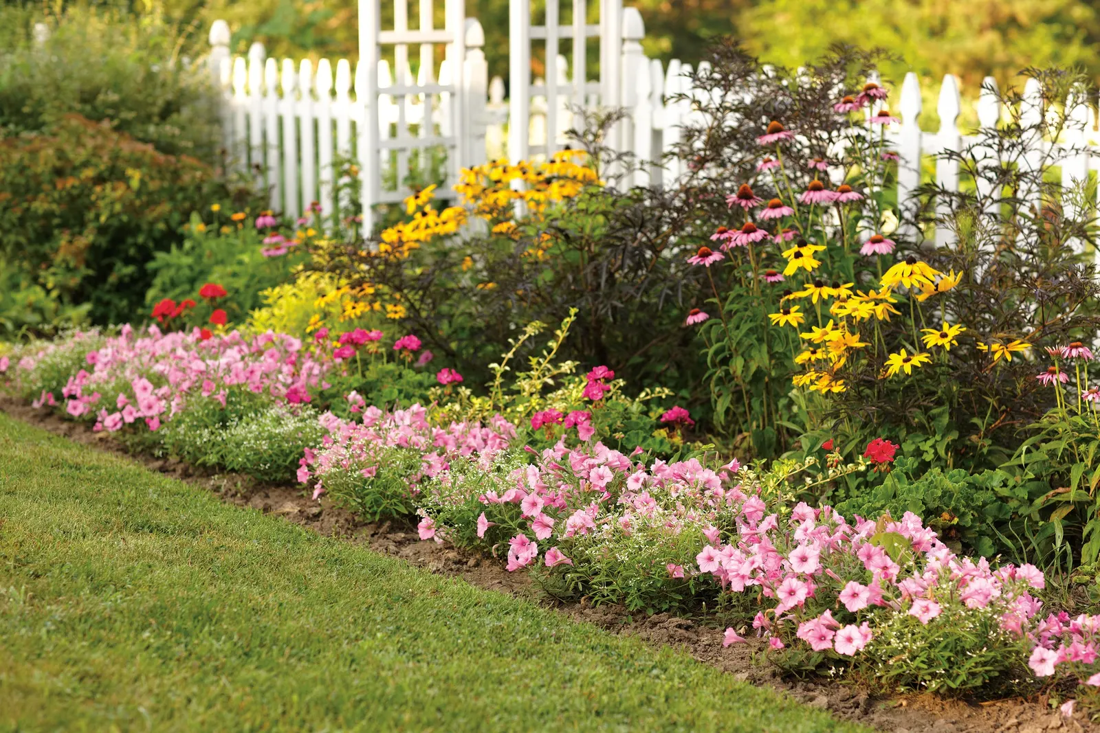 'The Fuchsia is Bright' Coneflower (Echinacea hybrid) — fuchsia-pink 4½-inch blooms