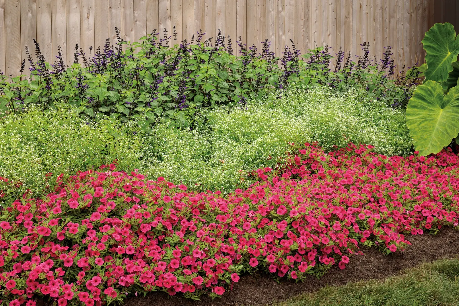 Paradise Petunia — Set against fresh green foliage