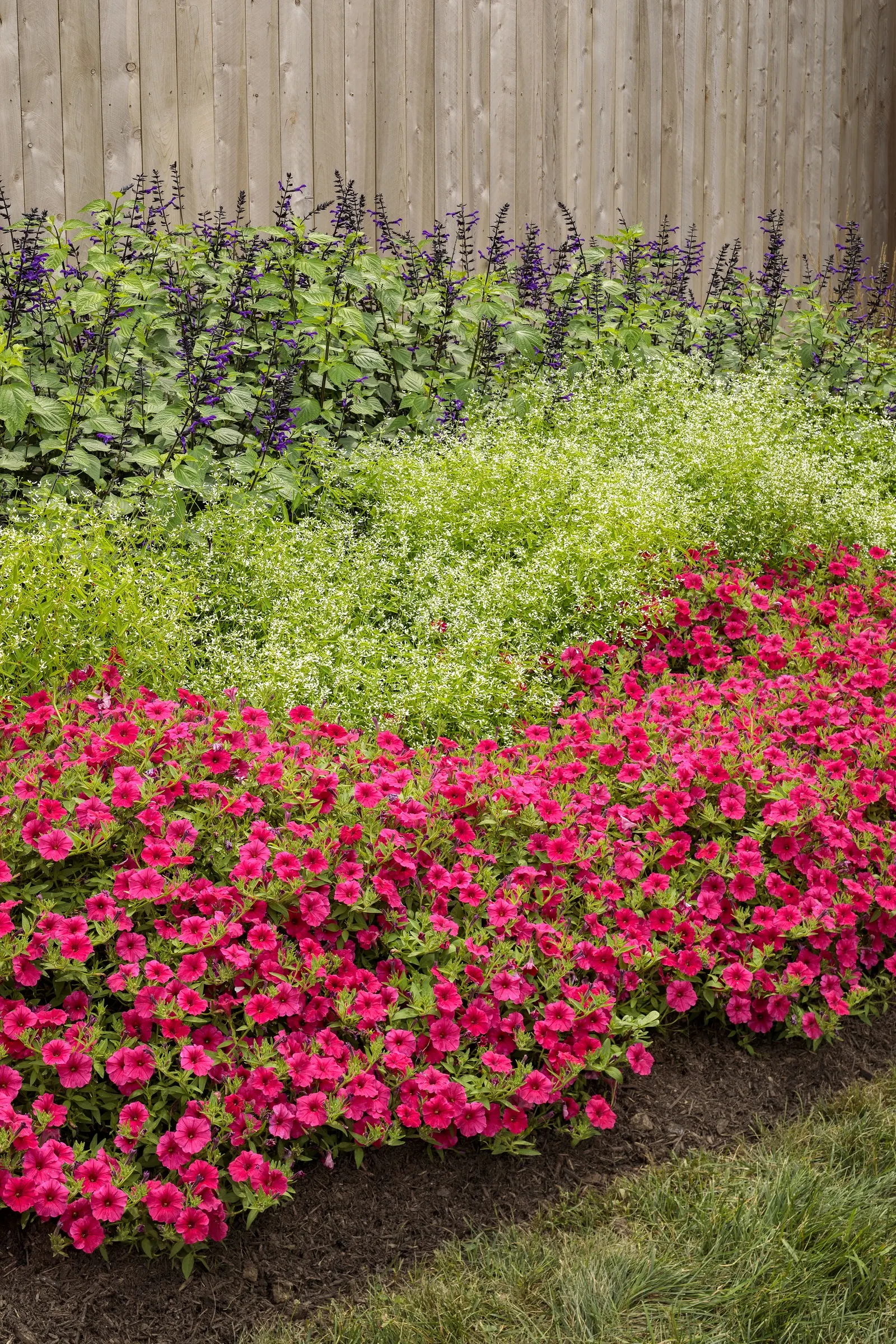 Diamond Mountain® Euphorbia — The Euphorbia Diamond Mountain®