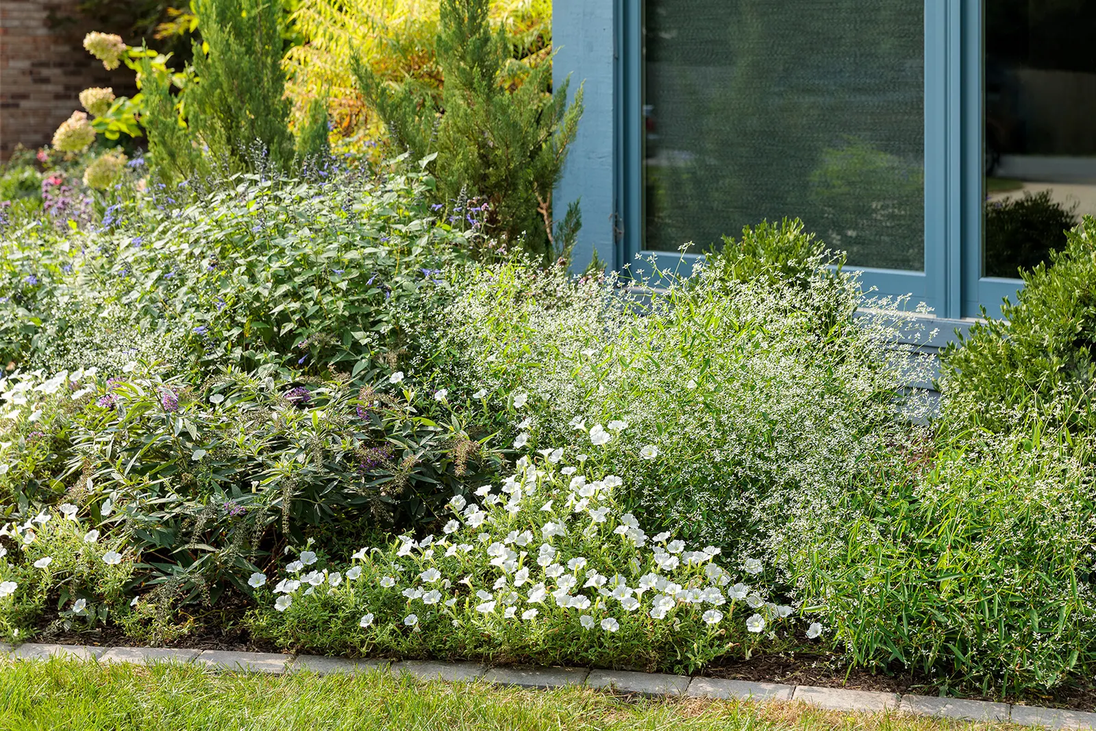 Diamond Mountain® Euphorbia — Larger than many euphorbias, it reaches 24-36 inches tall and wide; diamond Mountain® forms a generous mounded plant