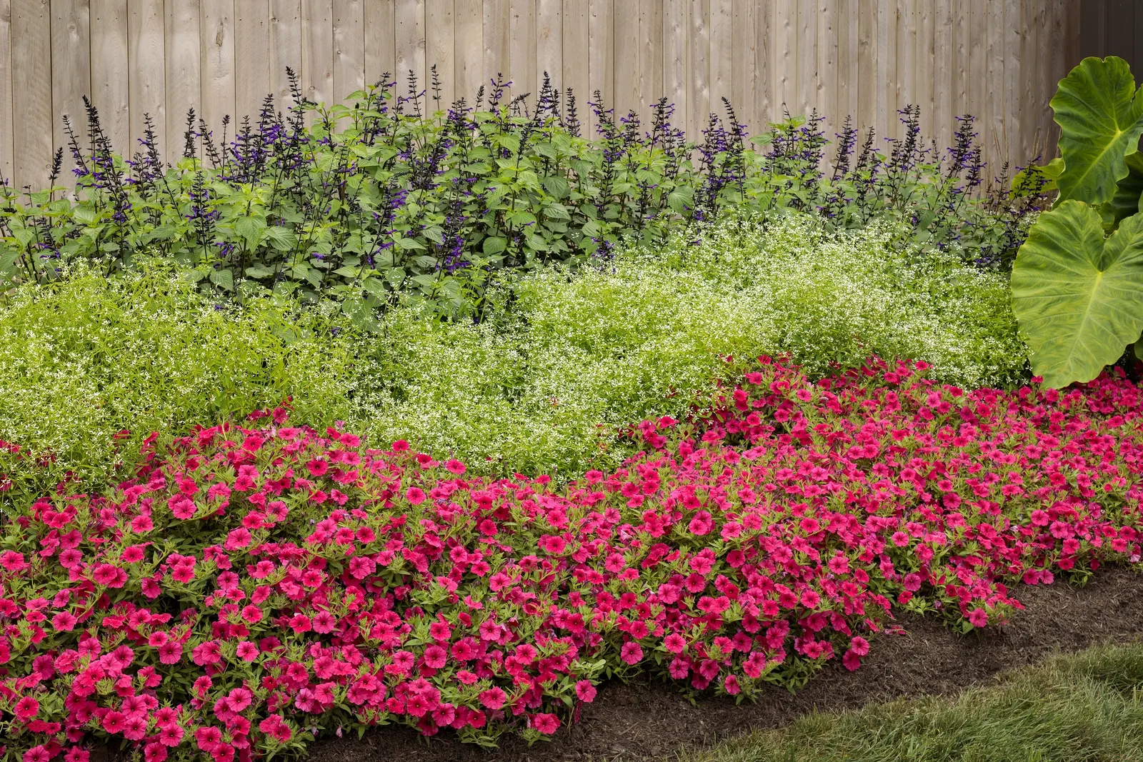 Paradise Petunia — creating the kind of saturated