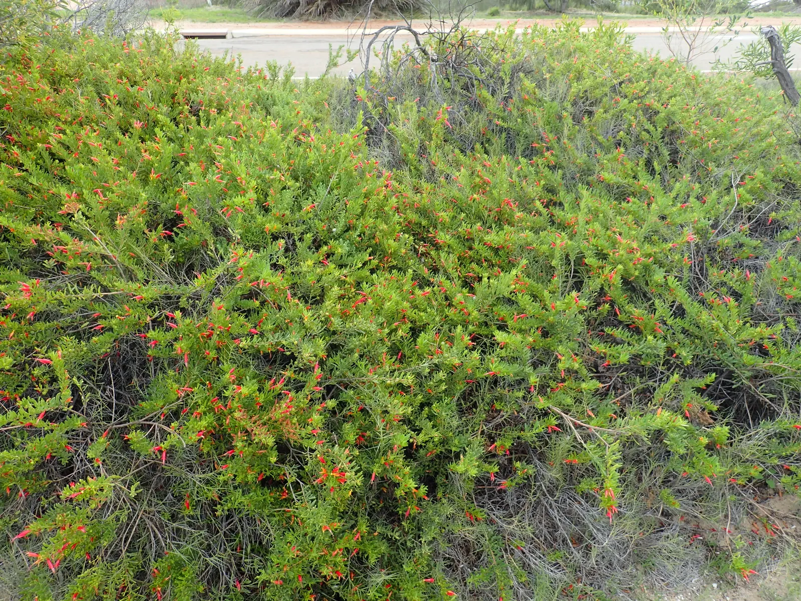 Red Emu (Eremophila Glabra) — red flowers in the garden