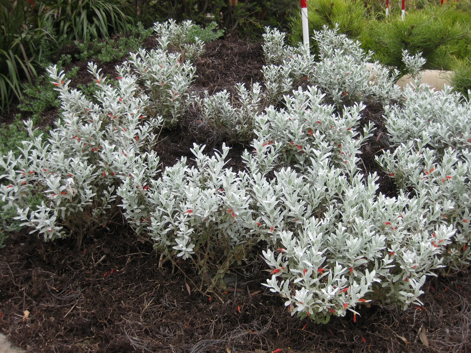 Red Emu (Eremophila Glabra) — typically reaching 3-6 feet in height and spread; providing a splendid contrast against the red