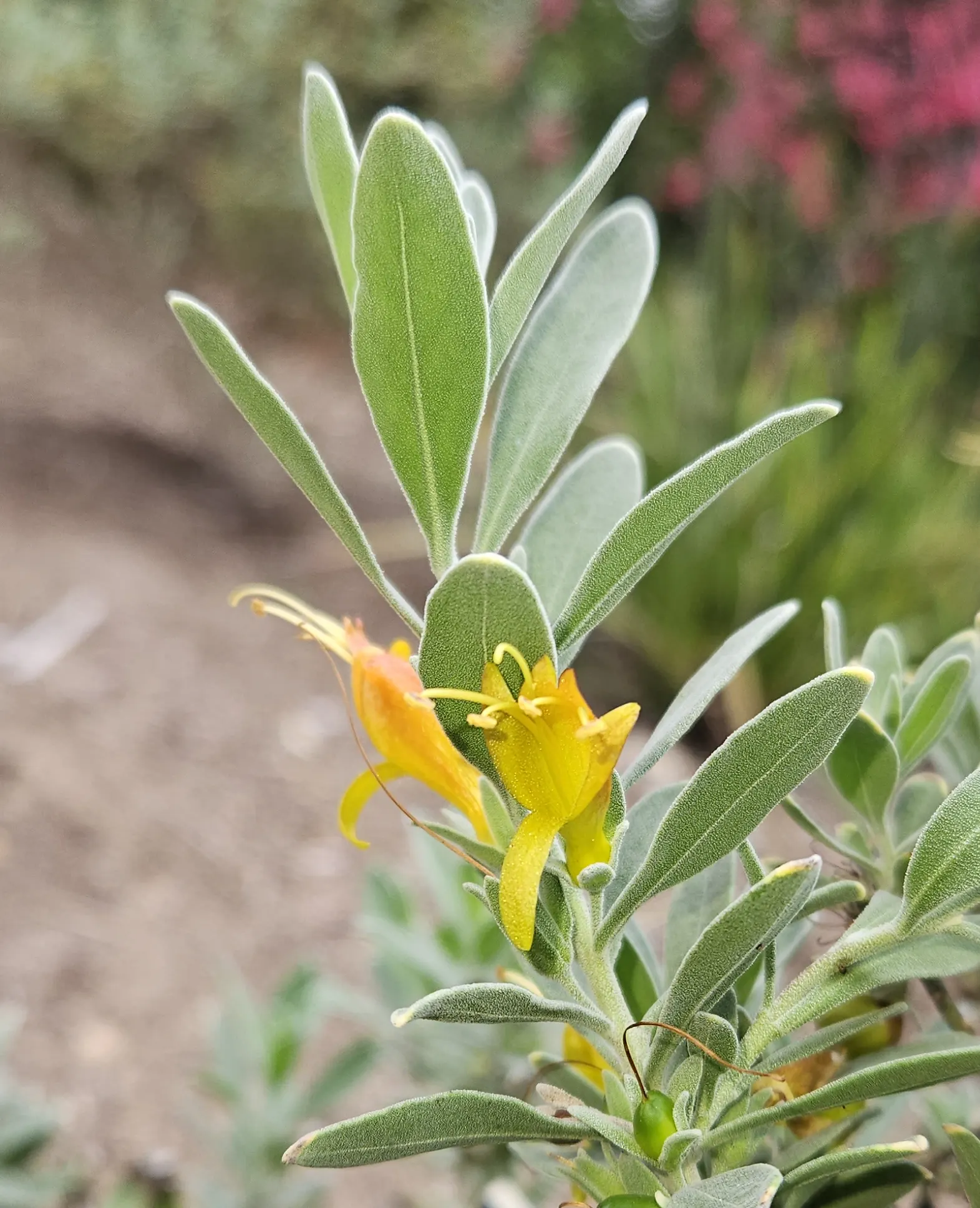 Red Emu (Eremophila Glabra) — This evergreen shrub typically reaches a height of 3 to 5 feet and can spread equally wide