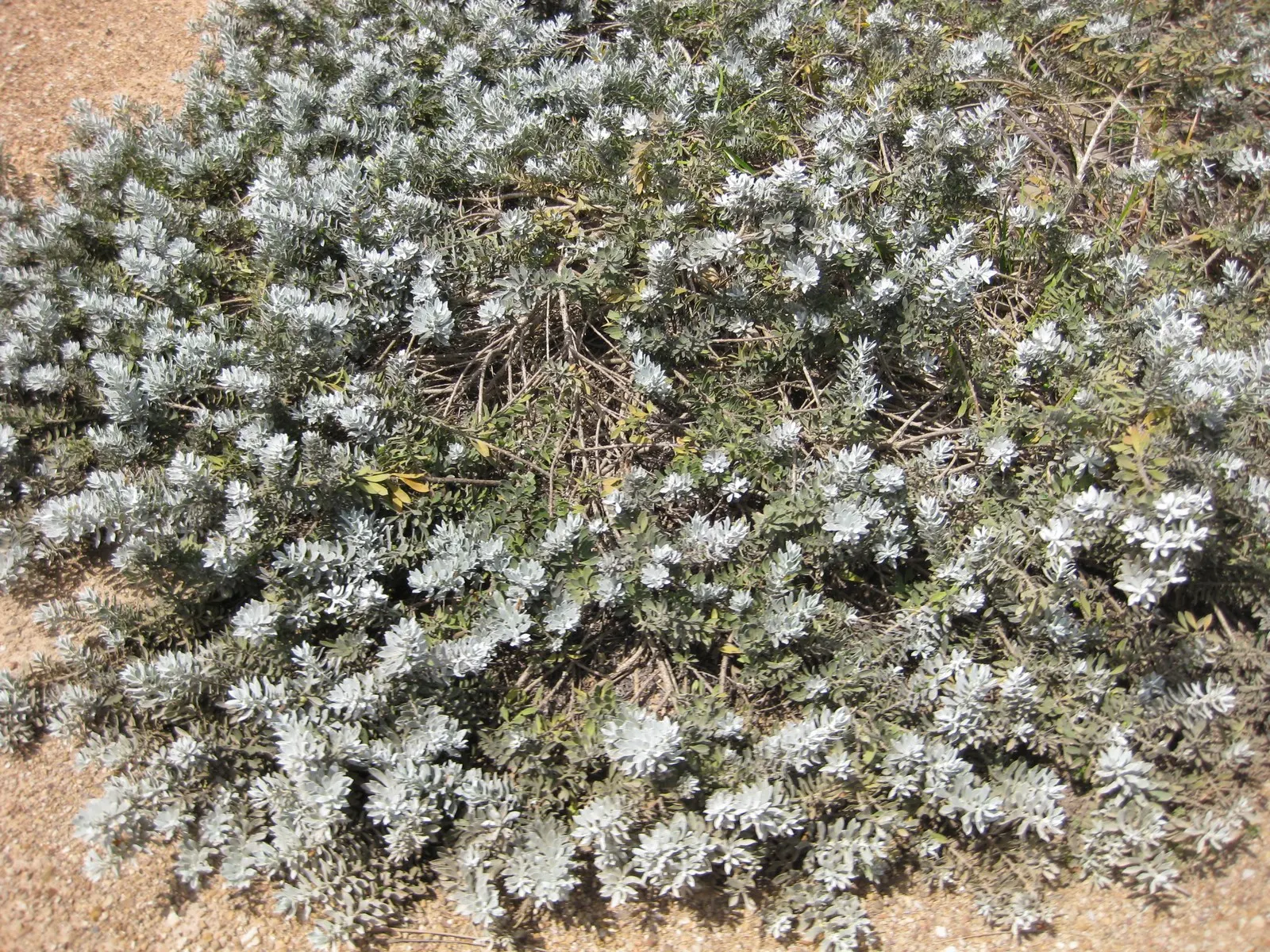 Red Emu (Eremophila Glabra) — it thrives in full sun and well-drained soils; shrub for full or half