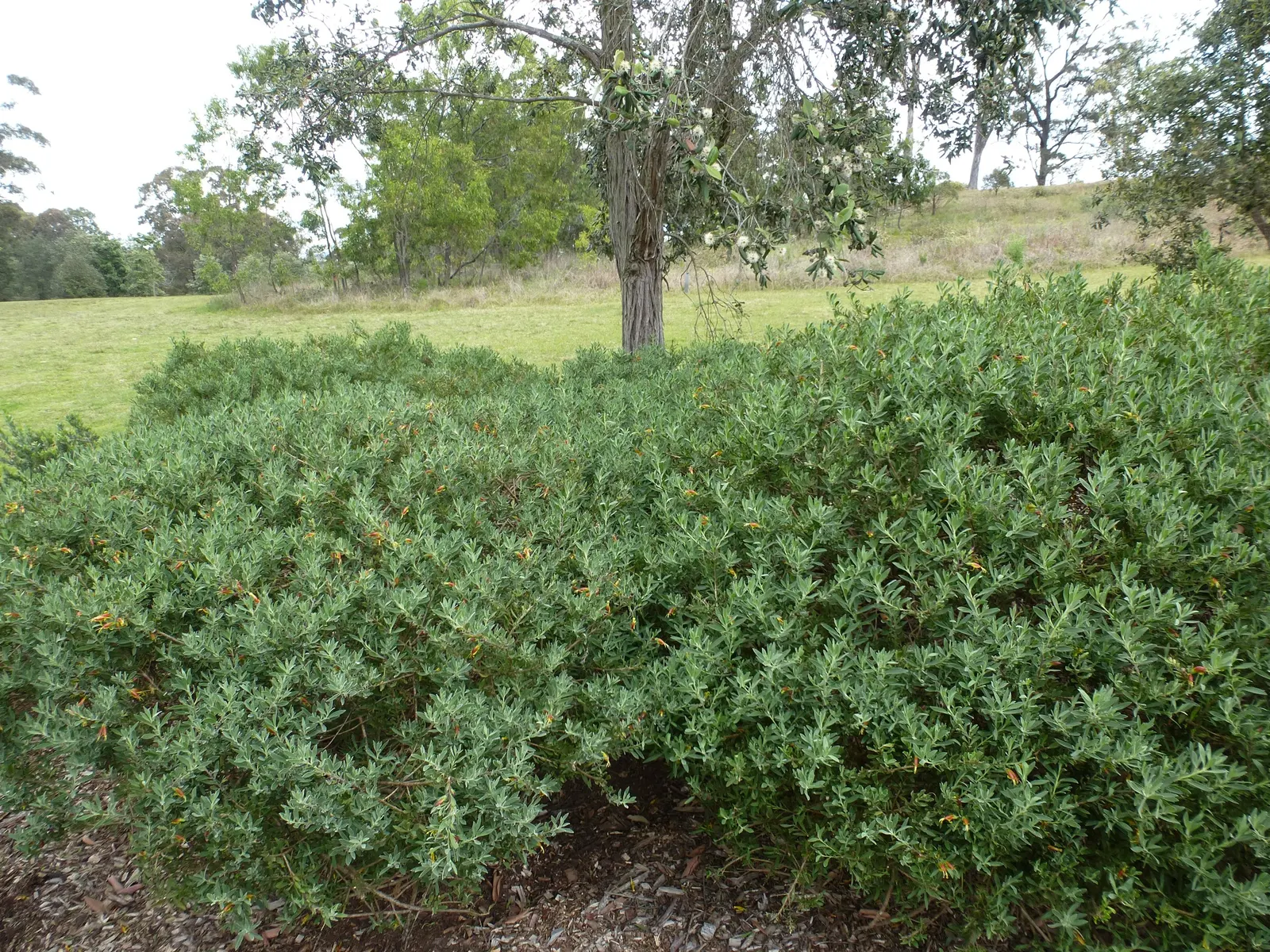 Red Emu (Eremophila Glabra) — depending on the climate and soil conditions.<br><br>When designing a landscape