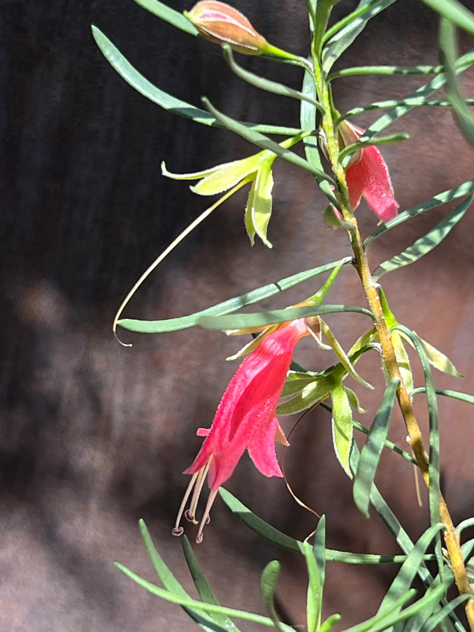 Red Emu (Eremophila Glabra) — attracting pollinators while offering low maintenance and year-round interest
