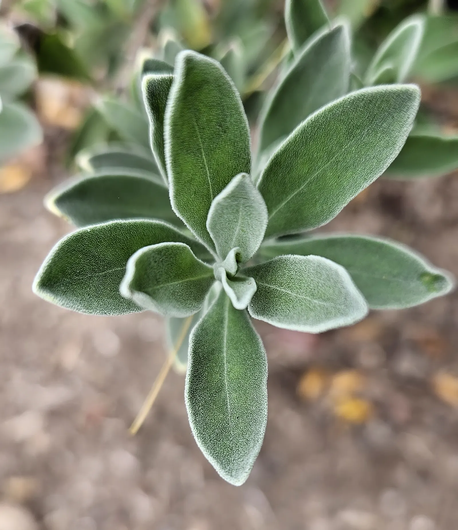 Red Emu (Eremophila Glabra) — as crowding can impede its growth and flowering potential