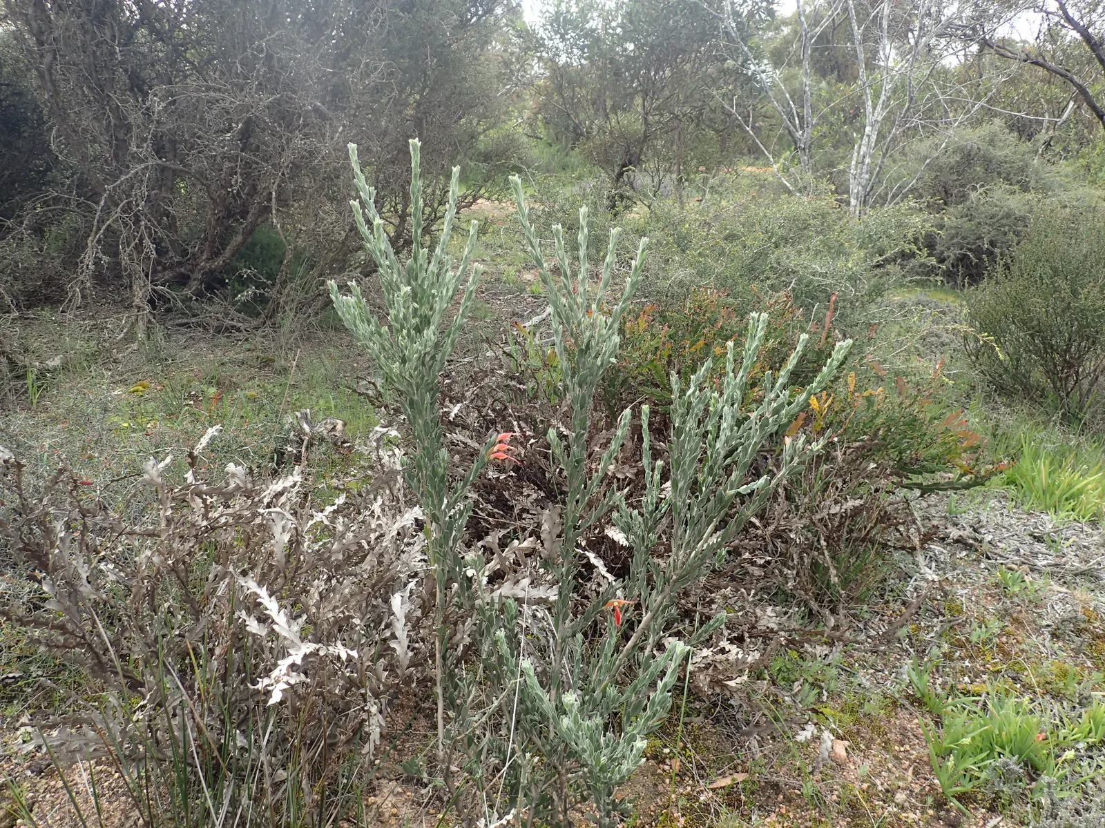 Red Emu (Eremophila Glabra) — typically reaching 3-6 feet in height and spread