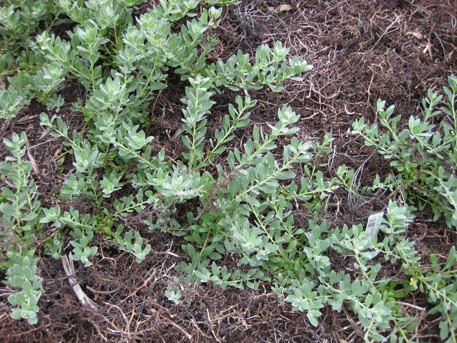 Red Emu (Eremophila Glabra) — Red Emu Bush thrives best in full sun but can tolerate partial shade