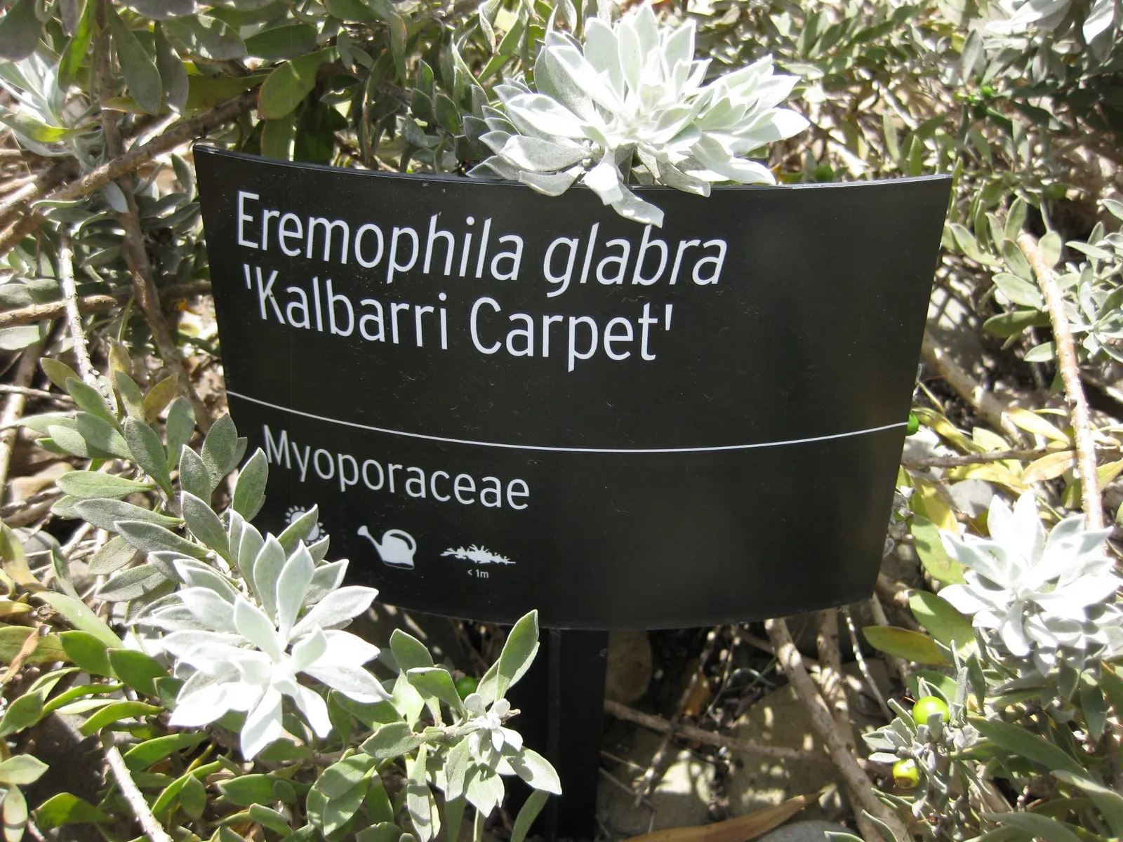 Red Emu (Eremophila Glabra) — This versatile plant excels in rockeries; it's an excellent choice for water-wise gardens, as its drought tolerance is