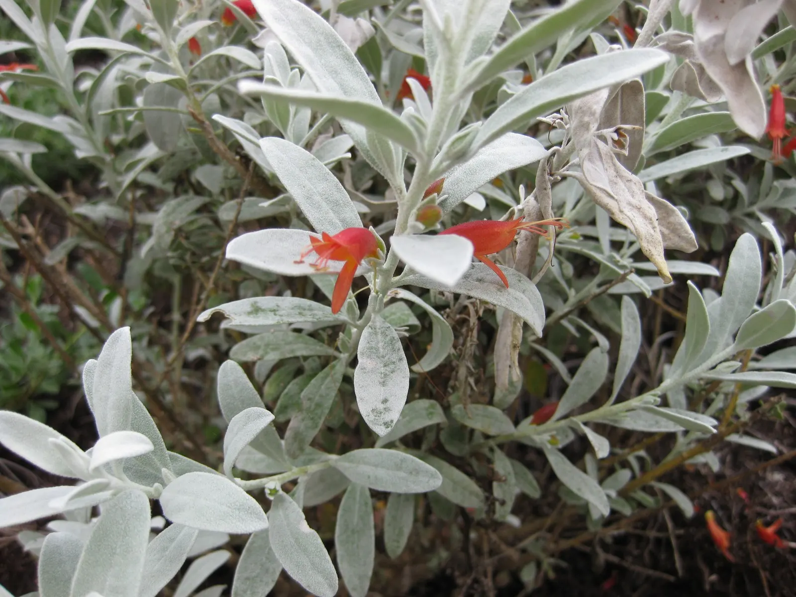 Red Emu (Eremophila Glabra) — ensure that the plant is placed in a space where it has room to mature