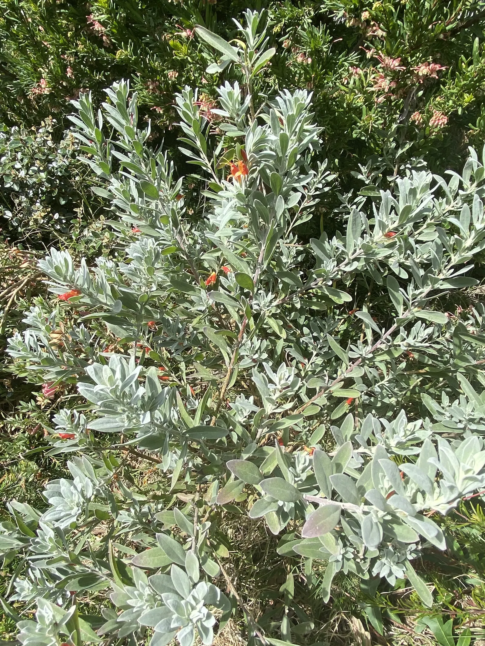 Red Emu (Eremophila Glabra) — consider using Eremophila glabra as a focal point