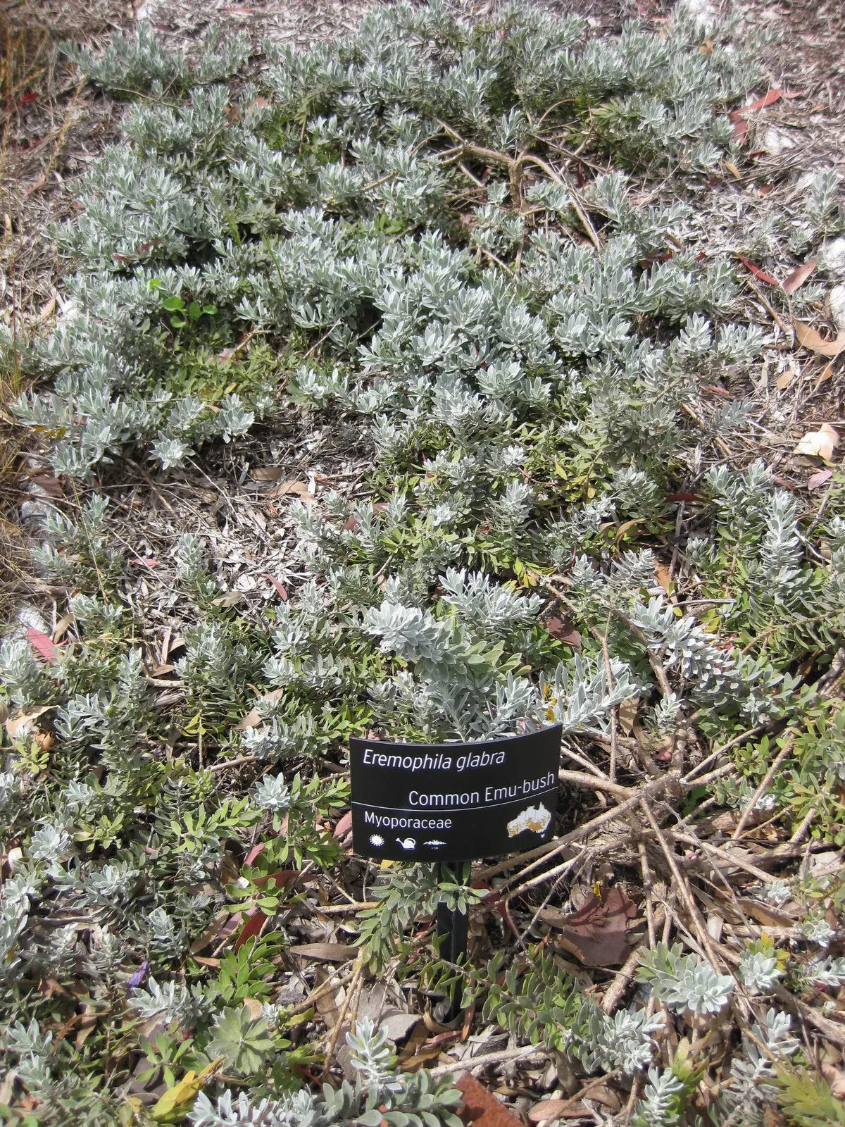 Red Emu (Eremophila Glabra) — silvery-green foliage and striking tubular red flowers; its compact form also makes it suitable for container gardening