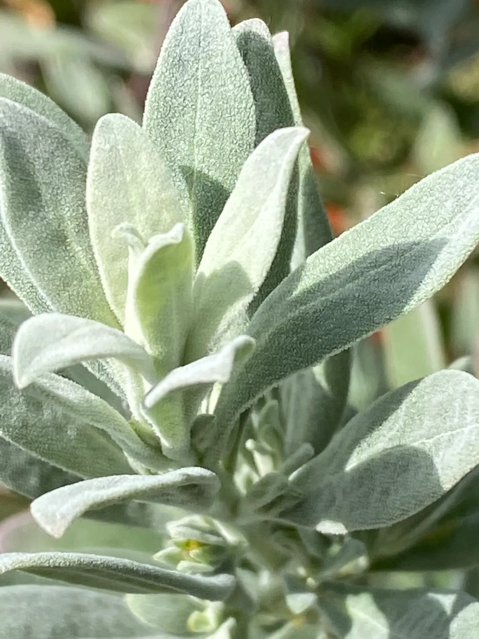 Red Emu (Eremophila Glabra) — and narrow leaves that range from a bright green to a greyish-blue hue