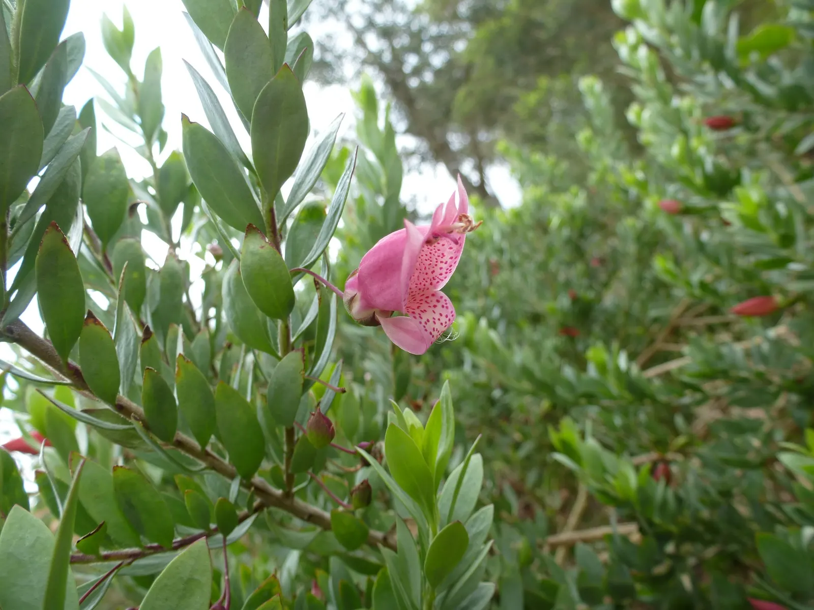 Red Emu (Eremophila Glabra) — shrub with red blooms