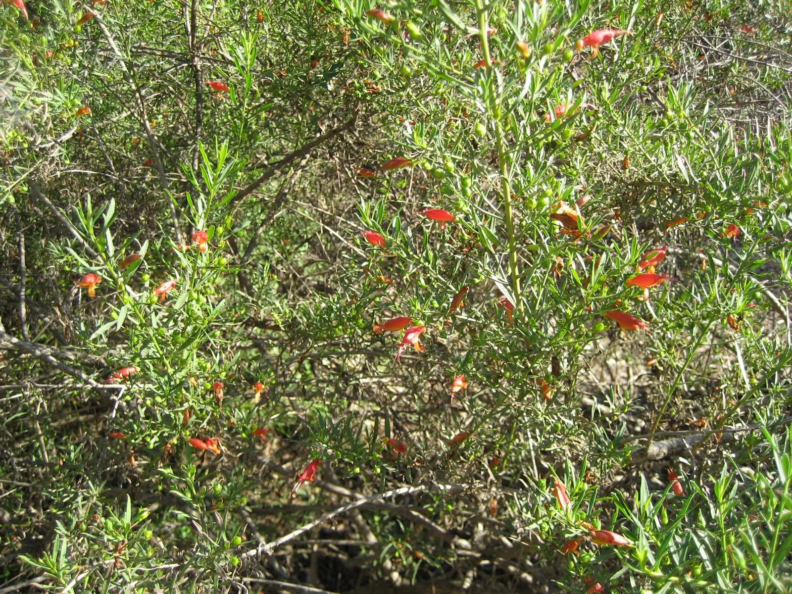 Red Emu (Eremophila Glabra) — commonly referred to as Red Emu Bush