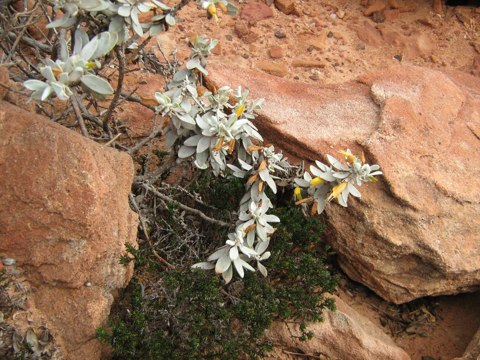 Red Emu (Eremophila Glabra) — This versatile plant excels in rockeries