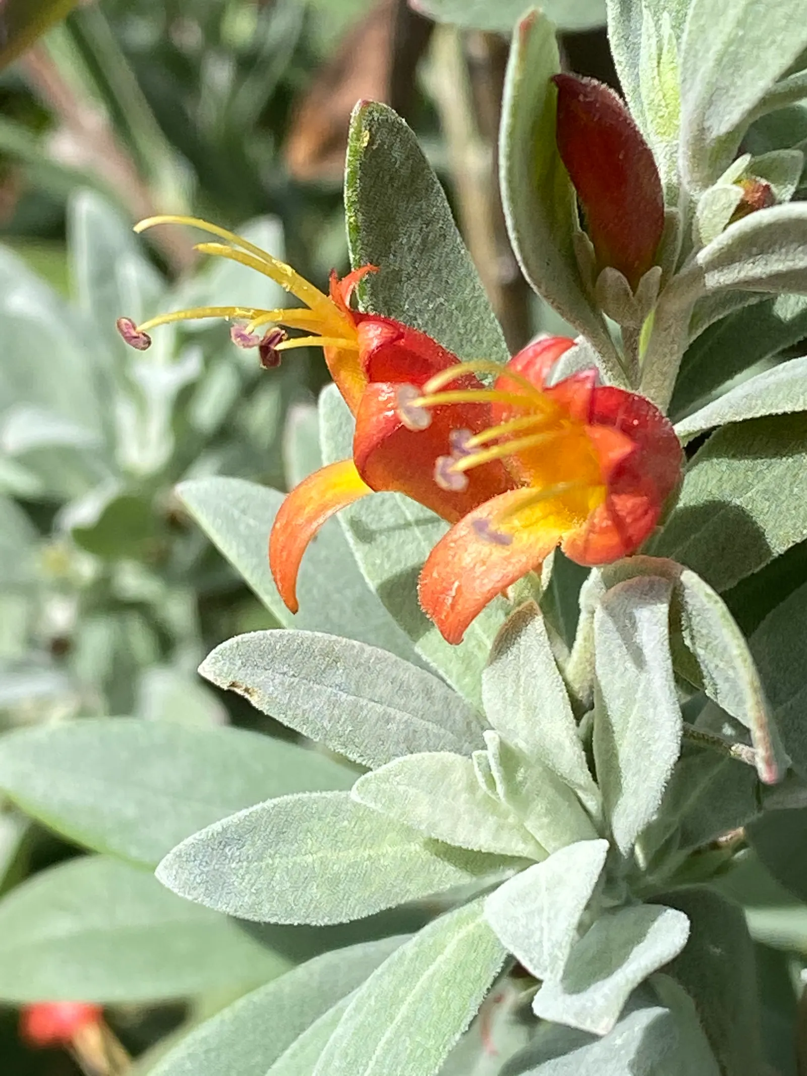 Red Emu (Eremophila Glabra) — proving drought-tolerant once established