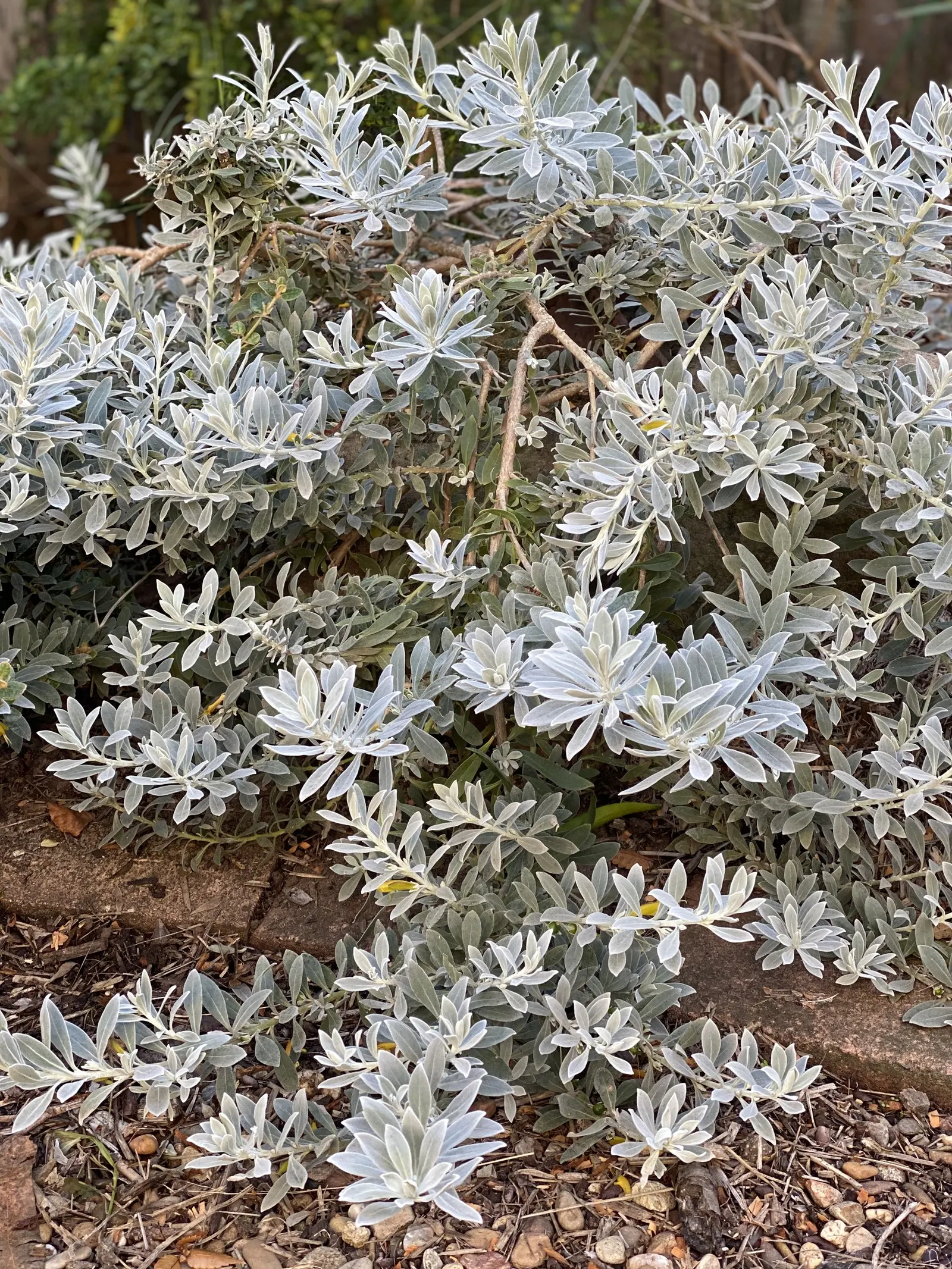 Red Emu (Eremophila Glabra) — shrub for full or half
