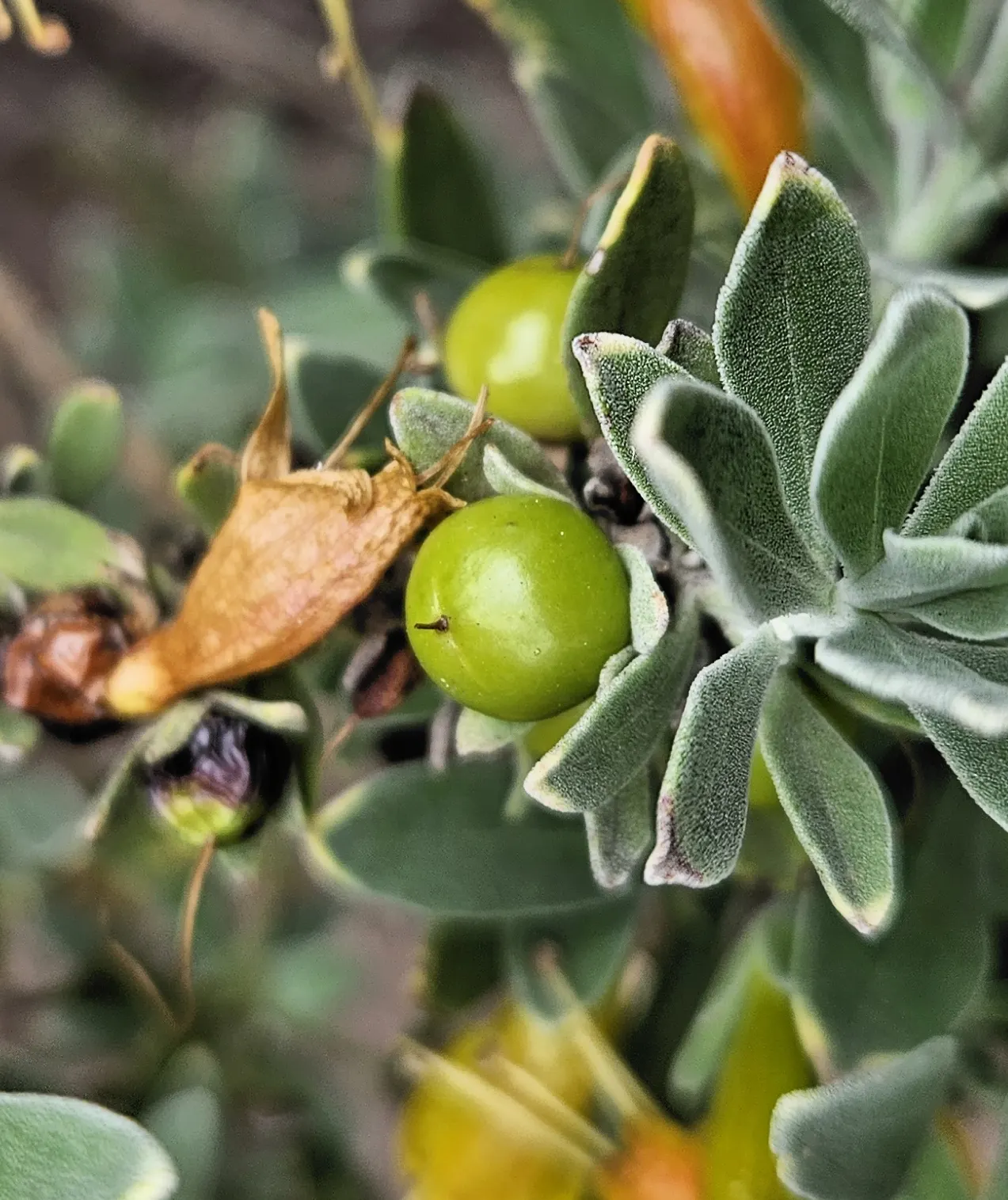 Red Emu (Eremophila Glabra) — from well-drained loam to clay