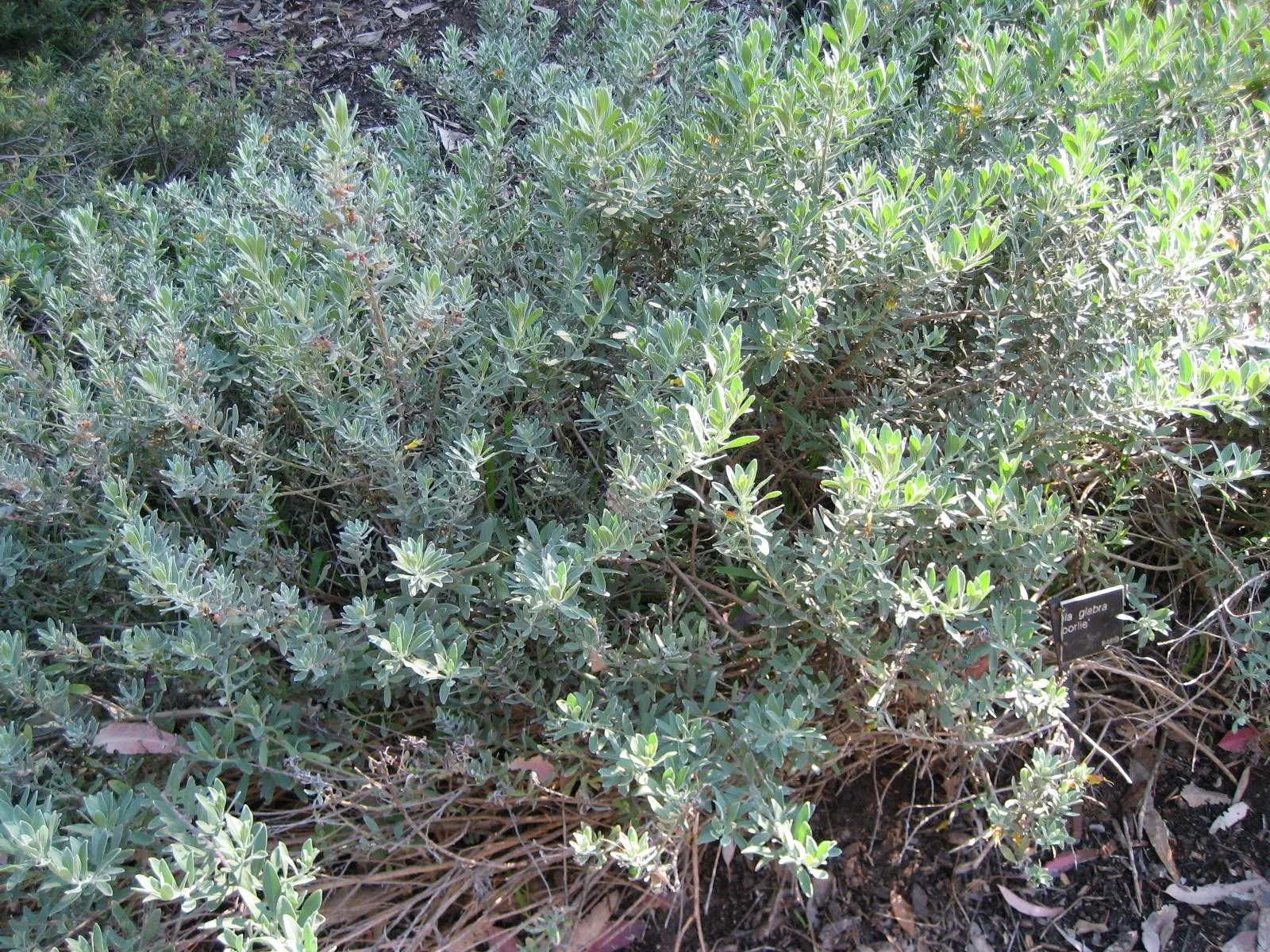 Red Emu (Eremophila Glabra) — Minimal water requirements generally range from once a week to biweekly