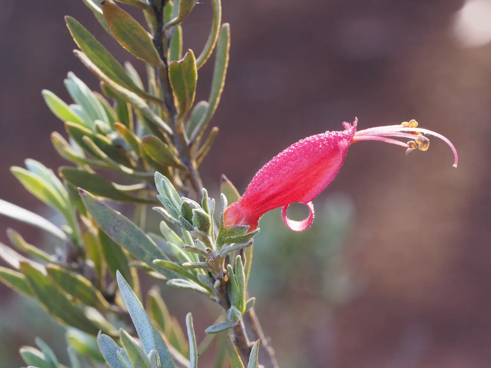 Red Emu (Eremophila Glabra) — For clients interested in attracting wildlife