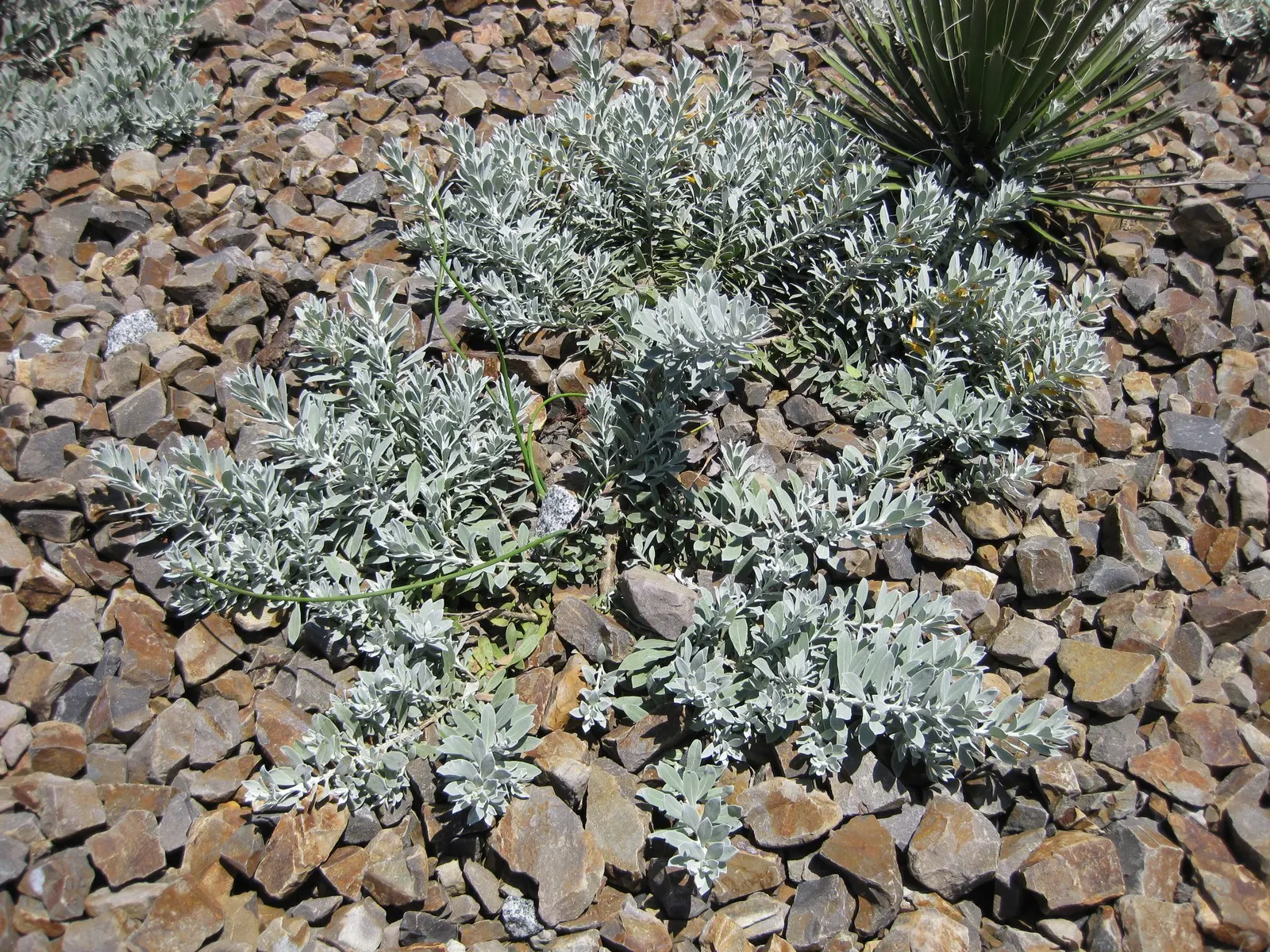 Red Emu (Eremophila Glabra) — proving drought-tolerant once established; attracting pollinators while offering low maintenance and year-round interest