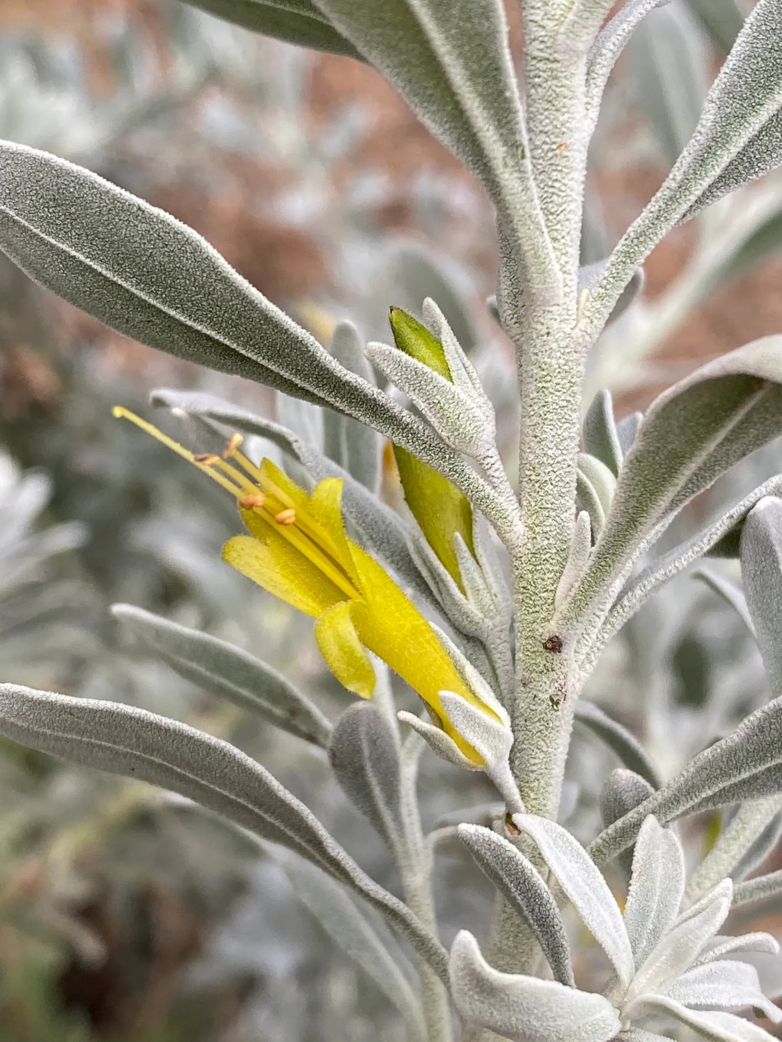 Red Emu (Eremophila Glabra) — it thrives in full sun and well-drained soils