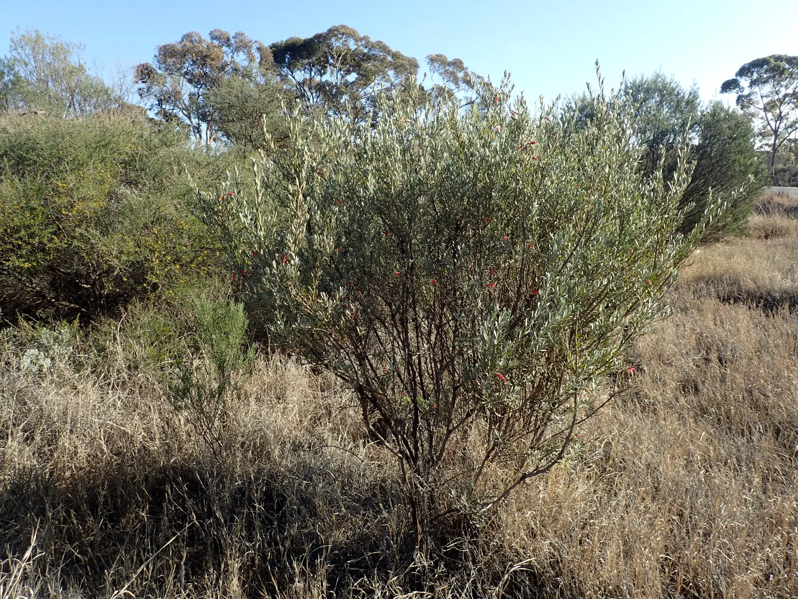 Red Emu (Eremophila Glabra) — It's an excellent choice for water-wise gardens, as its drought tolerance is exceptional once established