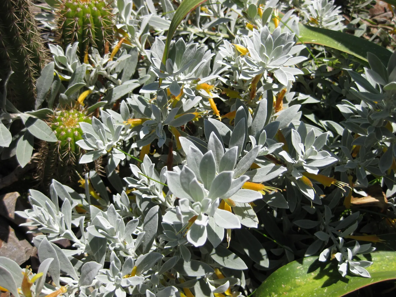 Red Emu (Eremophila Glabra) — attracting pollinators while offering low maintenance and year-round interest; ensure that the plant is placed in a space where