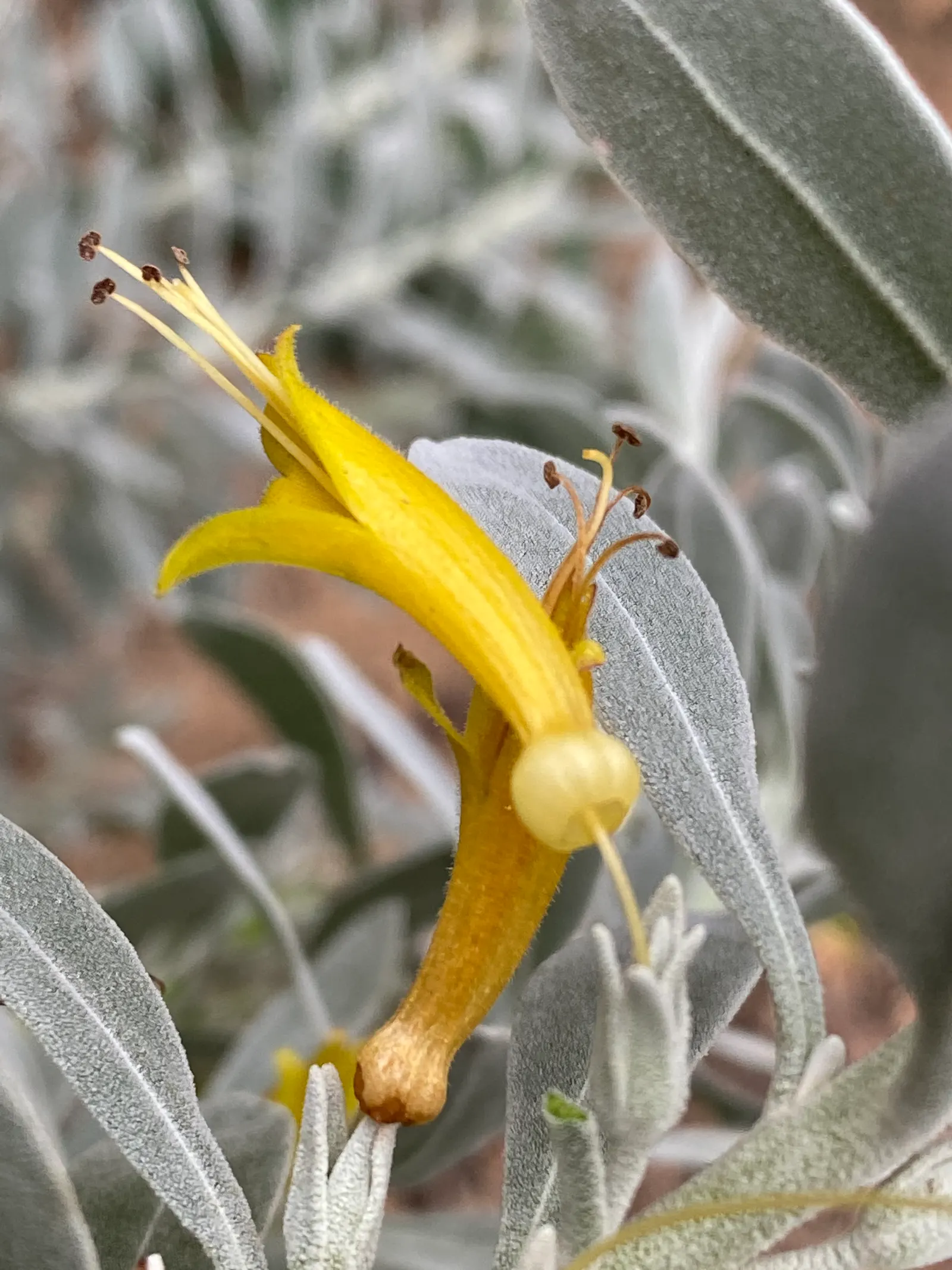 Red Emu (Eremophila Glabra) — The Red Emu (Eremophila glabra) is a highly adaptable Australian native shrub; it thrives in full sun and well-drained soils