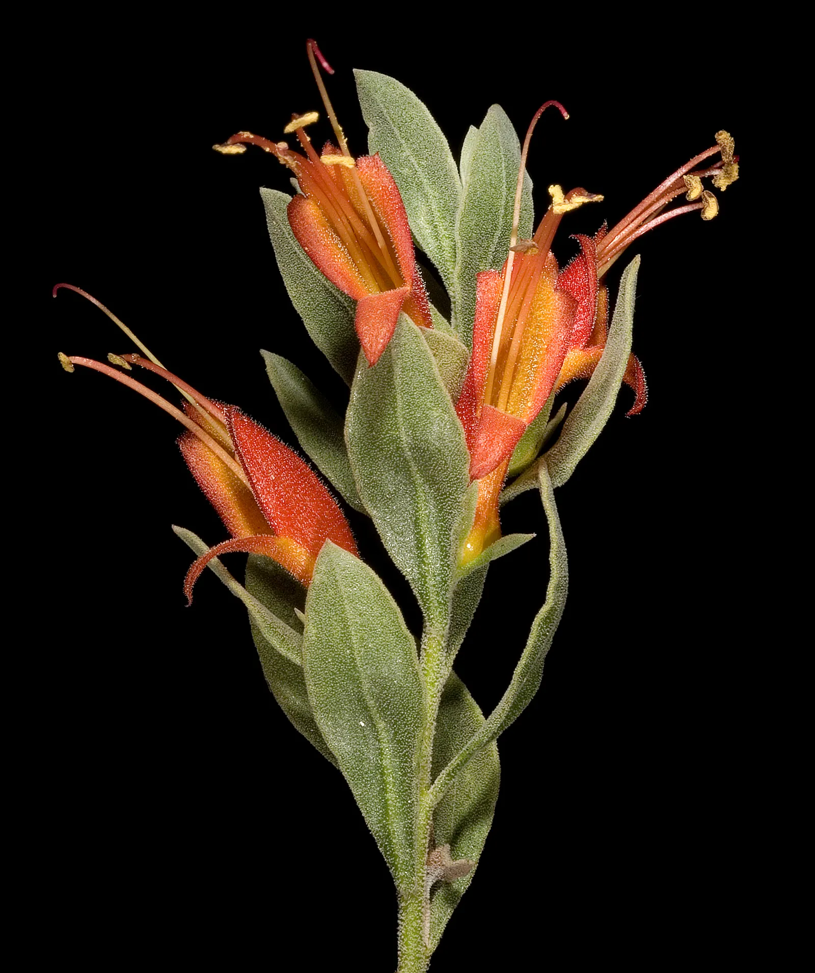 Red Emu (Eremophila Glabra) — The Red Emu (Eremophila glabra) is a highly adaptable Australian native shrub