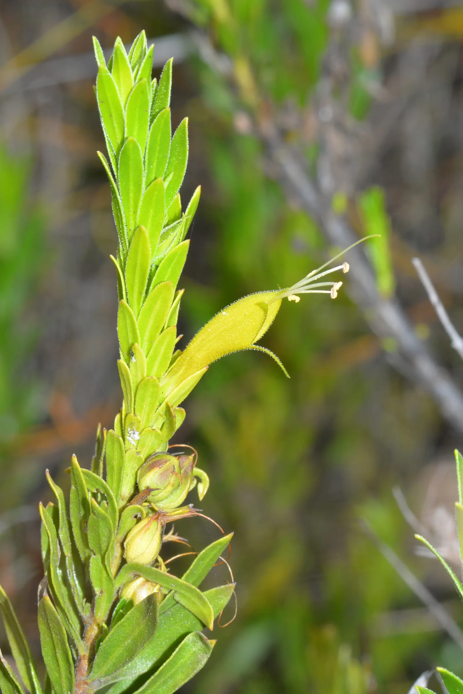 Red Emu (Eremophila Glabra) — Its compact form also makes it suitable for container gardening