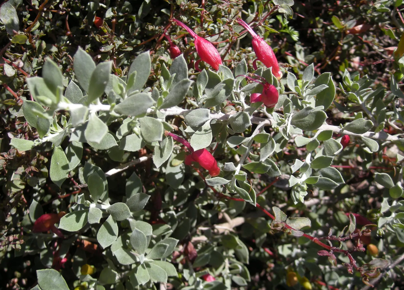 Red Emu (Eremophila Glabra) — silvery-green foliage and striking tubular red flowers