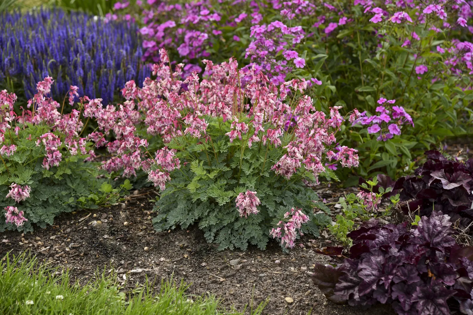 'Pink Diamonds' Fern-leaved Bleeding Heart (Dicentra hybrid) — It forms a mounded plant 12-16 inches tall and 16-18 inches wide