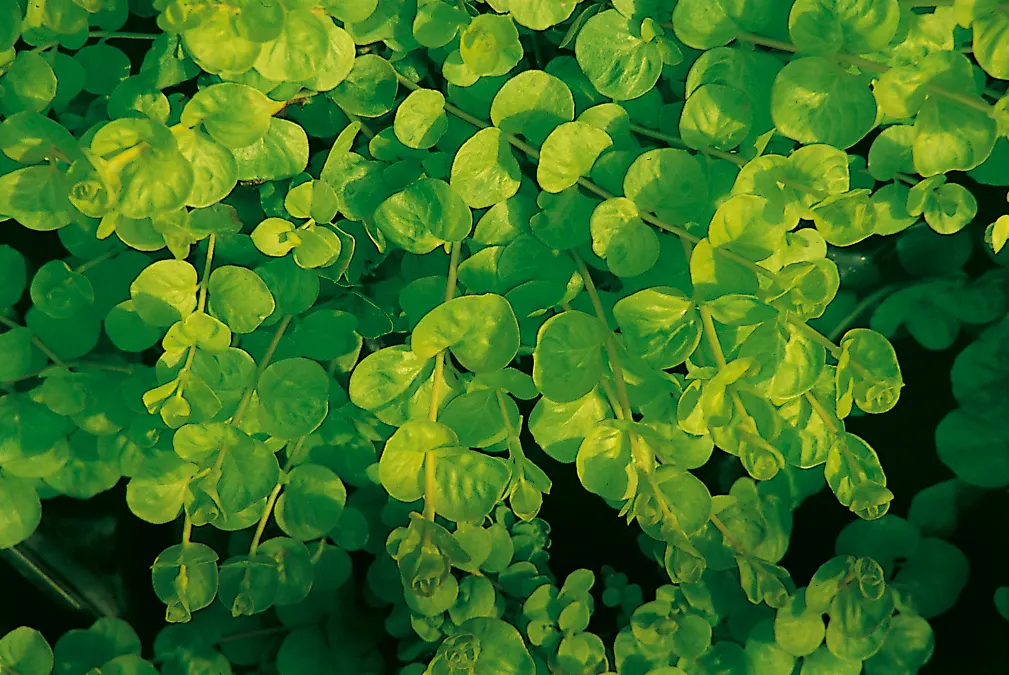 Goldilocks Creeping Jenny (Lysimachia nummularia) — information and resources; shiny golden foliage brightens any garden or container, image 66