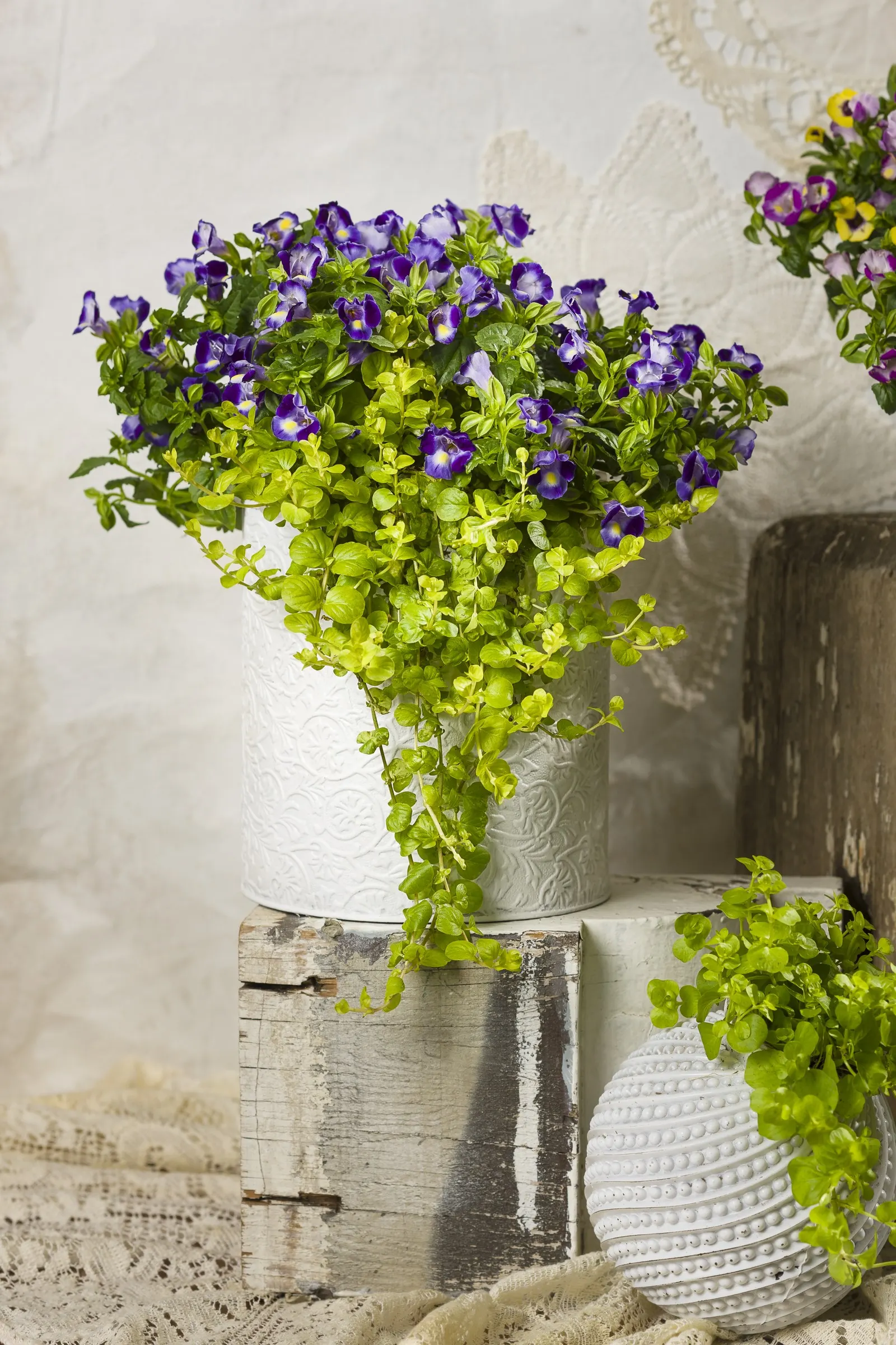 Goldilocks Creeping Jenny (Lysimachia nummularia) — information and resources; shiny golden foliage brightens any garden or container, image 22