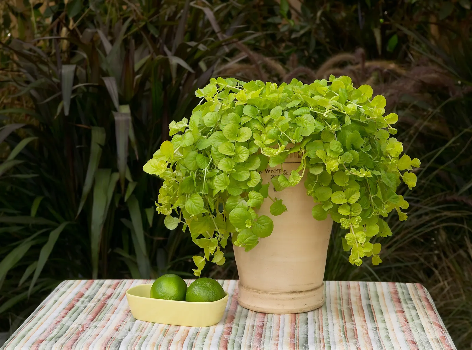 Goldilocks Creeping Jenny (Lysimachia nummularia) — great combination filler plant.; proven Winners - Goldilocks - Creeping Jenny - Lysimachia, image 28
