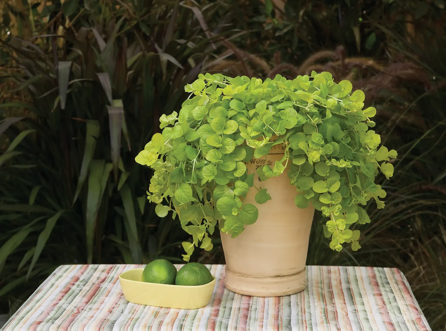 Goldilocks Creeping Jenny (Lysimachia nummularia) — Shiny golden foliage brightens any garden or container; information and resources, image 27