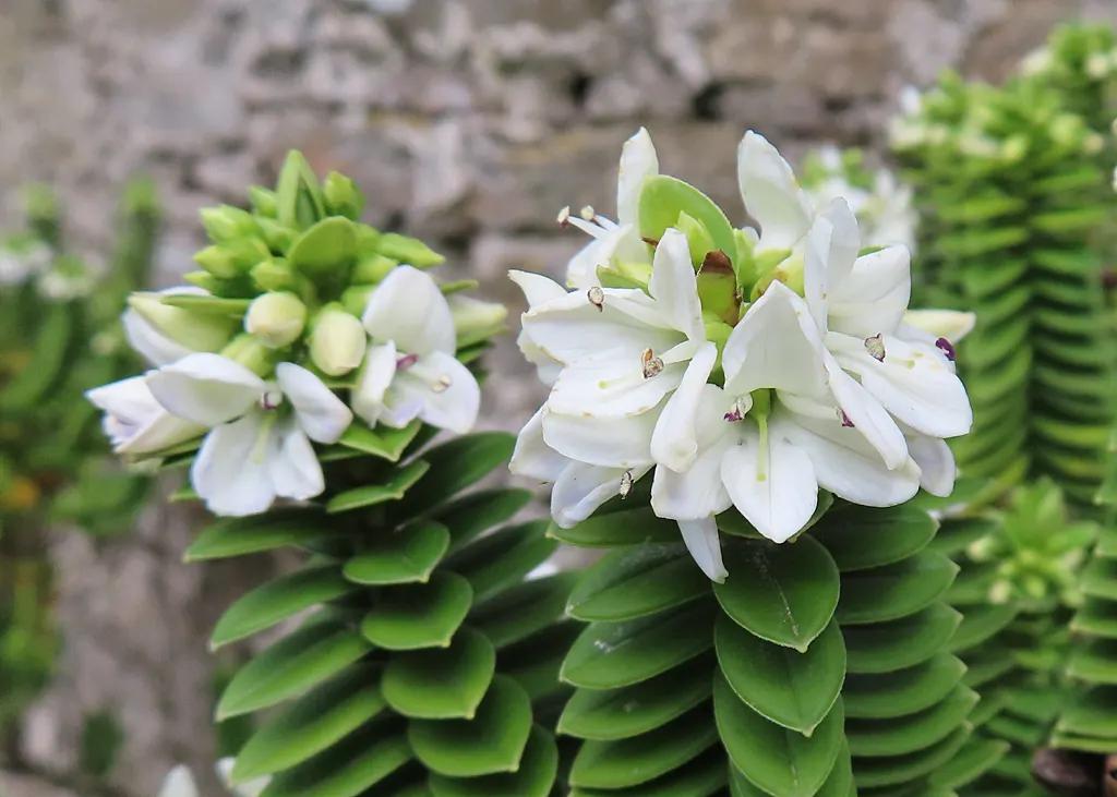 Page Hebe (Hebe Pinguifolia 'Pagei') — Hardiness is another key attribute, as it is suitable for USDA zones 7 through 9