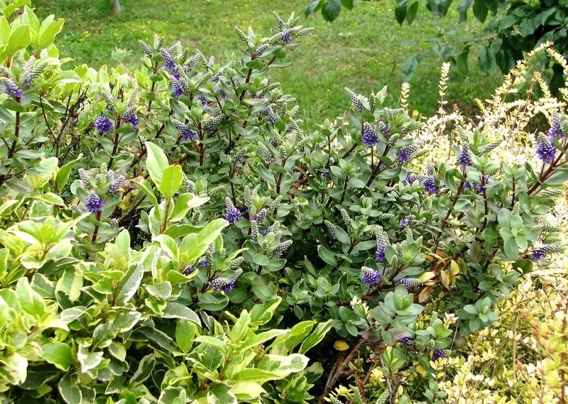 Page Hebe (Hebe Pinguifolia 'Pagei') — presenting a frosted appearance