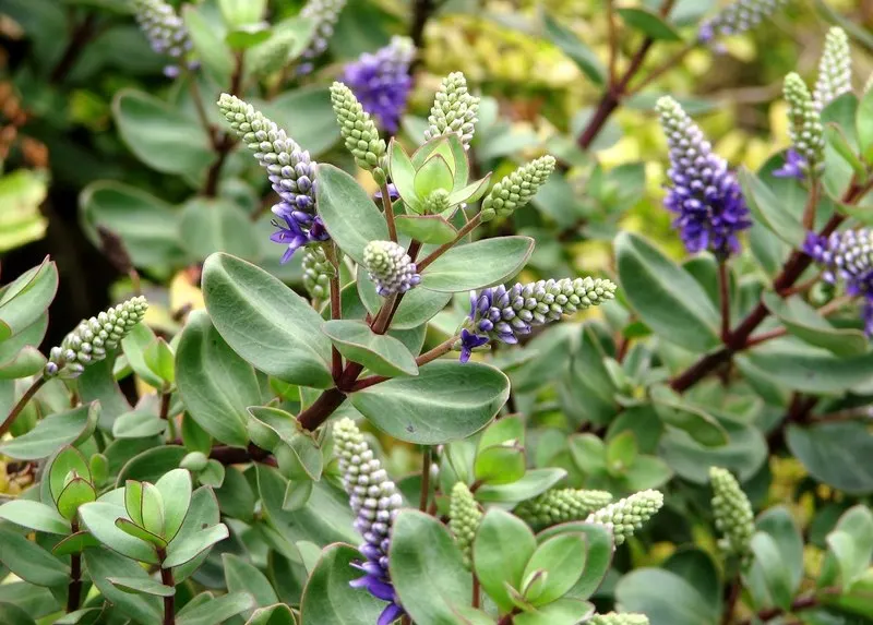 Page Hebe (Hebe Pinguifolia 'Pagei') — growing only to about 6 inches in height and spreading to 20 inches