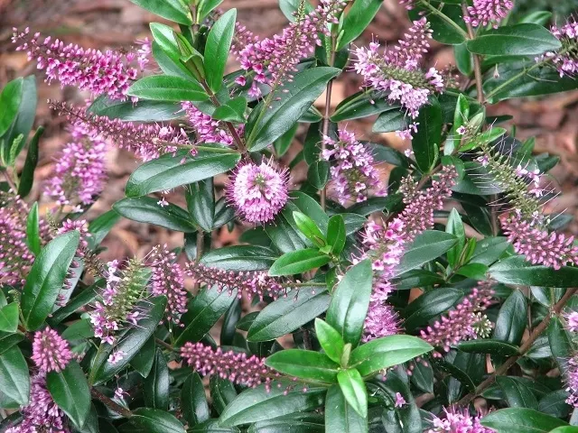 Page Hebe (Hebe Pinguifolia 'Pagei') — A cultivar of the Hebe genus