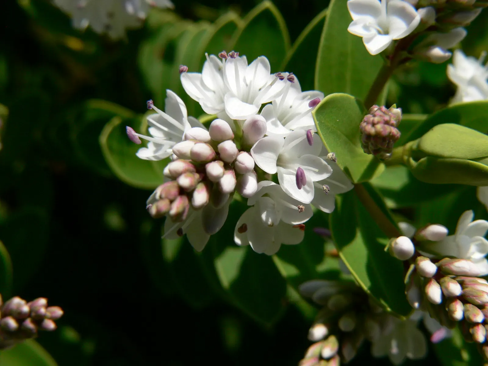 Page Hebe (Hebe Pinguifolia 'Pagei') — which are subtly attractive and appealing to a variety of pollinators