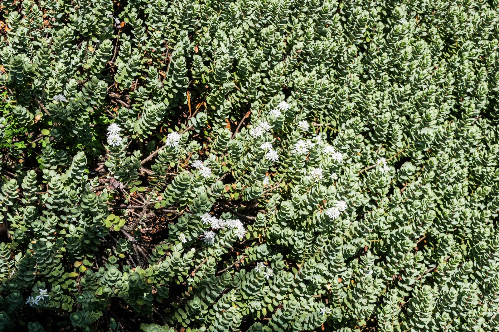 Page Hebe (Hebe Pinguifolia 'Pagei') — Hardy and low-maintenance, it's excellent for ground cover or rock gardens in USDA zones 7-10