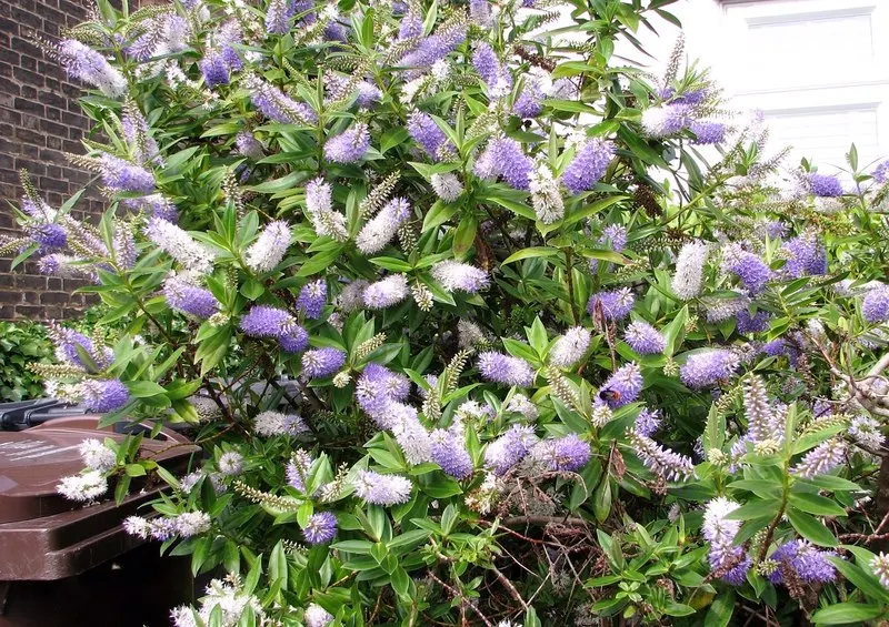 Page Hebe (Hebe Pinguifolia 'Pagei') — Requires well-drained soil and full to partial sun