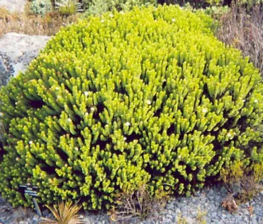 Page Hebe (Hebe Pinguifolia 'Pagei') — it is known for its dense