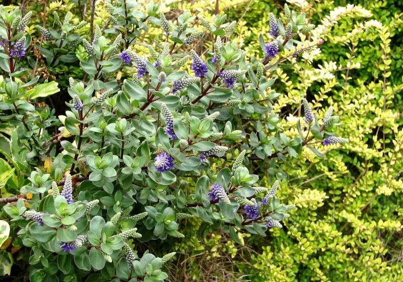 Page Hebe (Hebe Pinguifolia 'Pagei') — providing visual interest even in the winter months.<br><br>In the summer