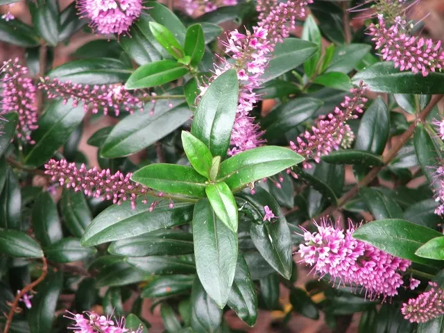 Page Hebe (Hebe Pinguifolia 'Pagei') — Minimal pruning is required to maintain its shape